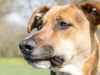Dog Finds Dead Cat Then Digs The Ground To Bury It Dogs and cats have a complex relationship. This dog feels sad when his cat friend dies