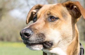 Dog Finds Dead Cat Then Digs The Ground To Bury It Dogs and cats have a complex relationship. This dog feels sad when his cat friend dies