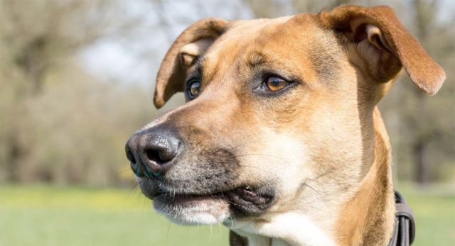 Dogs and cats have a complex relationship. This dog feels sad when his cat friend dies