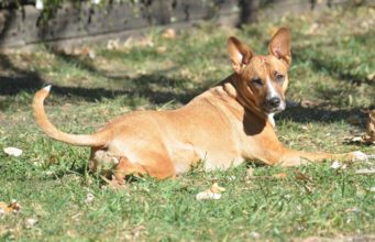 Lost Dog Asks Help From Cops