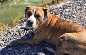 Pit Bull Found Her Forever Home After Surviving So Many Hardships Hannah the Pit Bull rescued and doing well