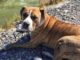 Pit Bull Found Her Forever Home After Surviving So Many Hardships Hannah the Pit Bull rescued and doing well