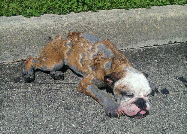 Abandoned bulldog rescued in Florida