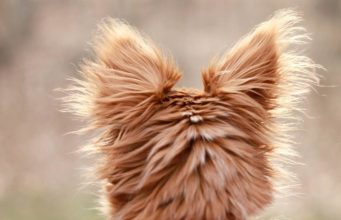 Rescued Abandoned Dog Goes From Hurt and Scared to a Cuddle Pup Abandoned dog rescued and given loving home