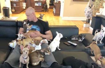 Bodybuilder Who Used To Dislike Small Dogs Falls in Love with a Chihuahua Strong man adopts a house full of little dogs