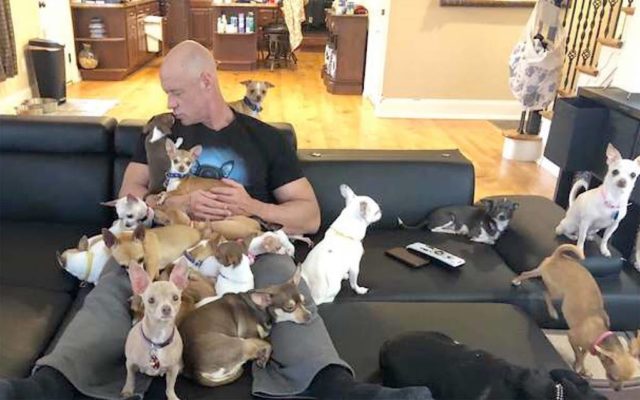 Strong man adopts a house full of little dogs