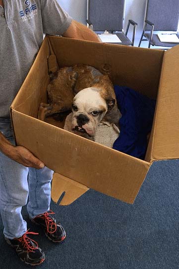 Bulldog puppy brought to a shelter to be re-homed