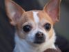 Watch Transformation Of Aggressive Chihuahua To A Sweet Dog Agressive Chihuahua needs training and a loving owner