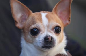 Watch Transformation Of Aggressive Chihuahua To A Sweet Dog Agressive Chihuahua needs training and a loving owner