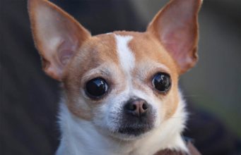 Watch Transformation Of Aggressive Chihuahua To A Sweet Dog Agressive Chihuahua needs training and a loving owner