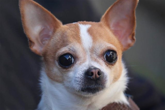 Agressive Chihuahua needs training and a loving owner