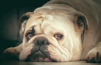 Watch Incredible Transformation Of Dog Suffering From Mange Princess the Bulldog is saved from the streets of Florida