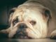 Watch Incredible Transformation Of Dog Suffering From Mange Princess the Bulldog is saved from the streets of Florida