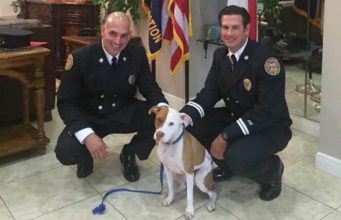 Puppy Saved By Heroic Fireman and Loving Animal Rescue Center brave firemen save puppy