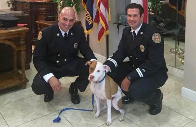 brave firemen save puppy