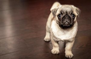 This Adorable Pug Has A Unique Way Of Going Up A Flight Of Stairs Pub climbing stairs in a funny way