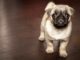 This Adorable Pug Has A Unique Way Of Going Up A Flight Of Stairs Pub climbing stairs in a funny way
