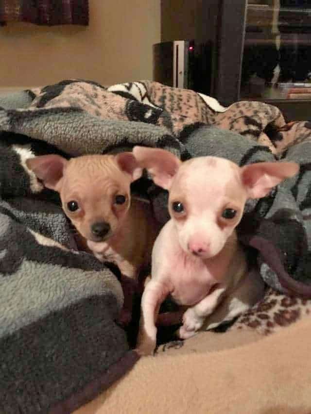 Two cute baby Chihuahuas