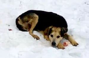 Woman In Manhattan Sleeps Two Nights In A Park To Gain A Homeless Dog’s Trust Homeless dog saved by caring woman