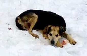 Woman In Manhattan Sleeps Two Nights In A Park To Gain A Homeless Dog’s Trust Homeless dog saved by caring woman