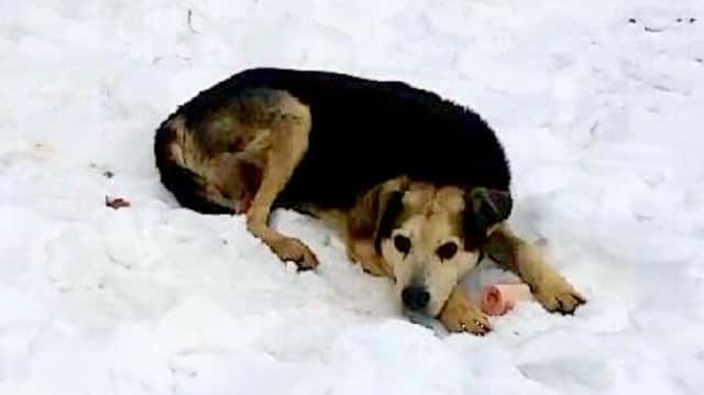 Homeless dog saved by caring woman