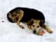 Woman In Manhattan Sleeps Two Nights In A Park To Gain A Homeless Dog’s Trust Homeless dog saved by caring woman