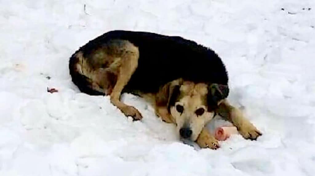 Собаки видят умерших. Бродячие собаки. Бездомные собаки зима. Бродячие собаки зимой. Голодная бездомная собака.