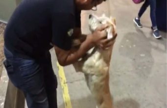 Dog Is Over The Moon After Reuniting With His Human Enthusiastic reunion between dog and his human