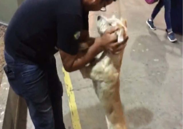 Enthusiastic reunion between dog and his human