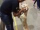 Dog Is Over The Moon After Reuniting With His Human Enthusiastic reunion between dog and his human