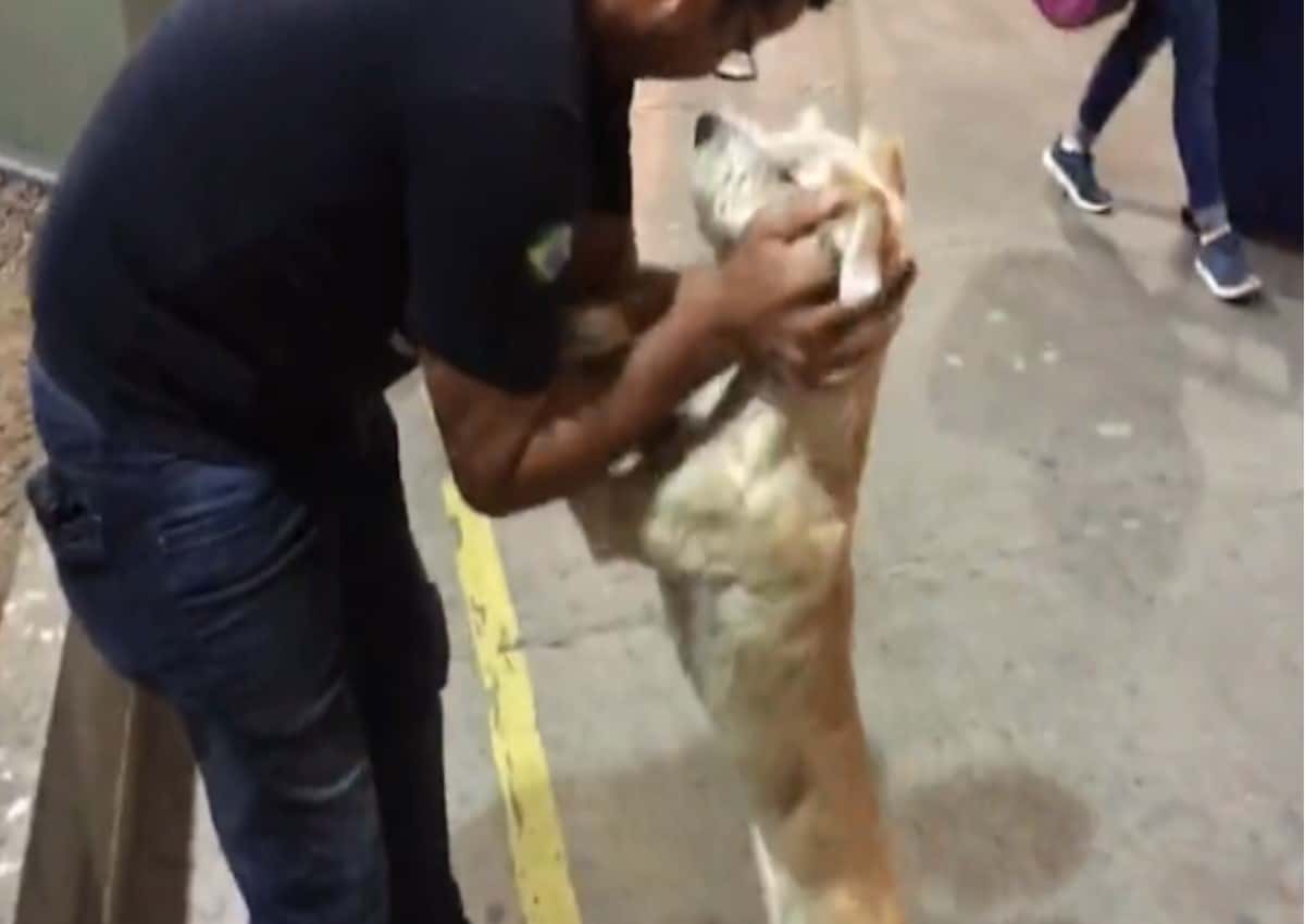 Dog jumps out of a window to see his best friend