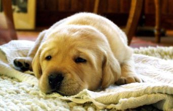 Apple Cider Vinegar for Parvo – Do’s Don’ts and Dosage Taking apple cider vinegar for parvo can help your puppy recover faster. #doghealth