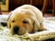 Apple Cider Vinegar for Parvo – Do’s Don’ts and Dosage Taking apple cider vinegar for parvo can help your puppy recover faster. #doghealth