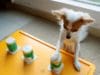 Amazing Chihuahua Plays A Game Of Cups! Dog plays the shell guessing game like a pro