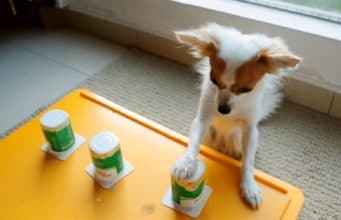 Amazing Chihuahua Plays A Game Of Cups! Dog plays the shell guessing game like a pro