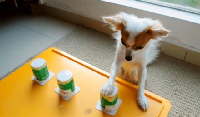 Dog plays the shell guessing game like a pro