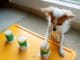 Amazing Chihuahua Plays A Game Of Cups! Dog plays the shell guessing game like a pro