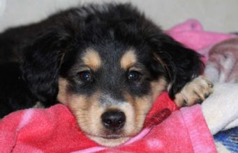 How Do Dogs Get Parvo? Is Your Puppy at Risk of CPV? How do dogs get parvo? FAQ and answers on parvo in dogs