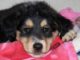 How Do Dogs Get Parvo? Is Your Puppy at Risk of CPV? How do dogs get parvo? FAQ and answers on parvo in dogs