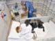Loyal Companion Stays By His Human Brother’s Side Loyal Companion Stays By His Human Brother's Side