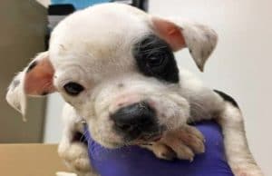 Abandoned Puppy Gets His Happy Ending Abandoned puppy saved from the cold