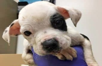 Abandoned Puppy Gets His Happy Ending Abandoned puppy saved from the cold