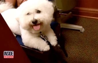 Volunteer Dogs Help Comfort Children In Court Court dogs help children in court feel safe