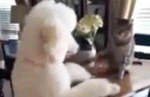 Playful Poodle Invites Wary Cat For An Exciting Game Cat and dog play slap my paw game