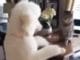 Playful Poodle Invites Wary Cat For An Exciting Game Cat and dog play slap my paw game