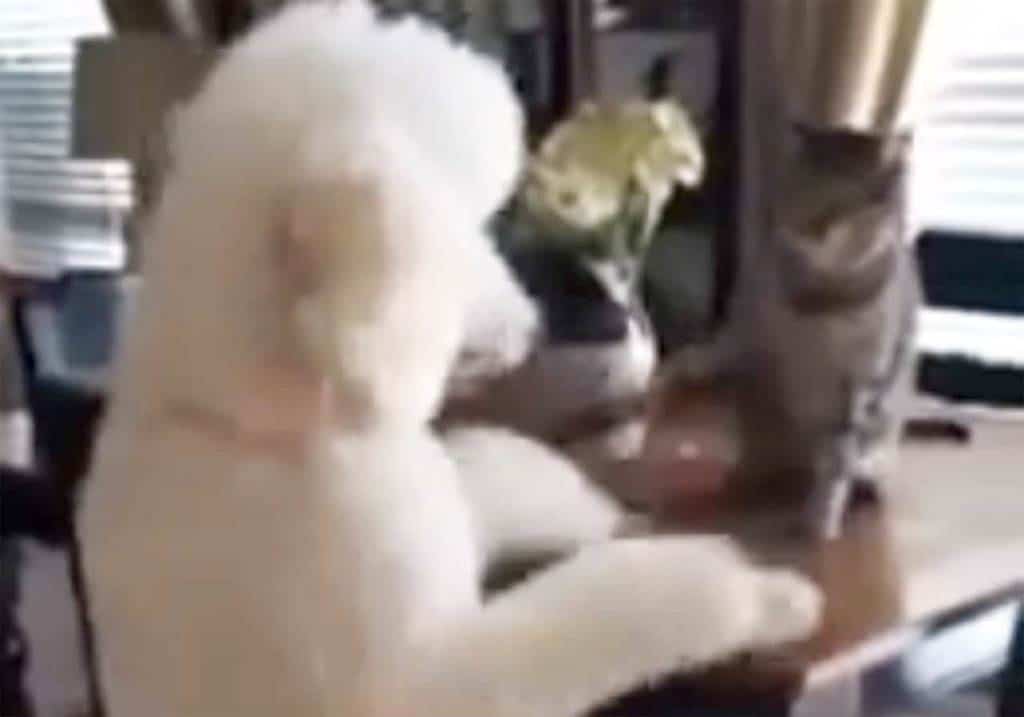 Cat and dog play slap my paw game