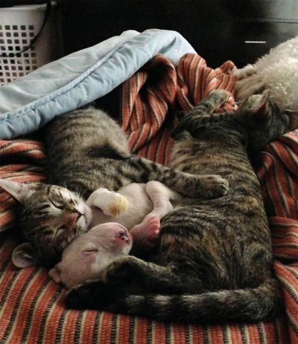 Pitbull puppy sleeps with his cat brothers