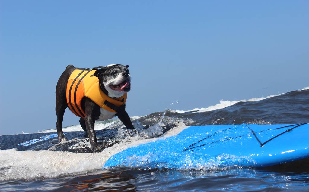 California dog loves to surf