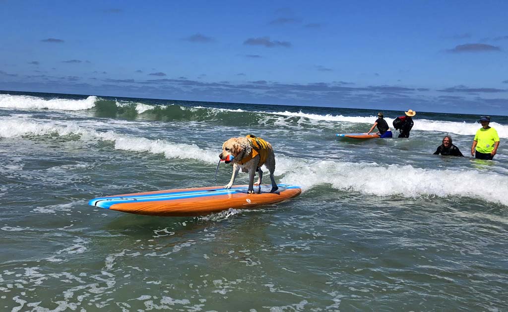 Doggy loves to surf