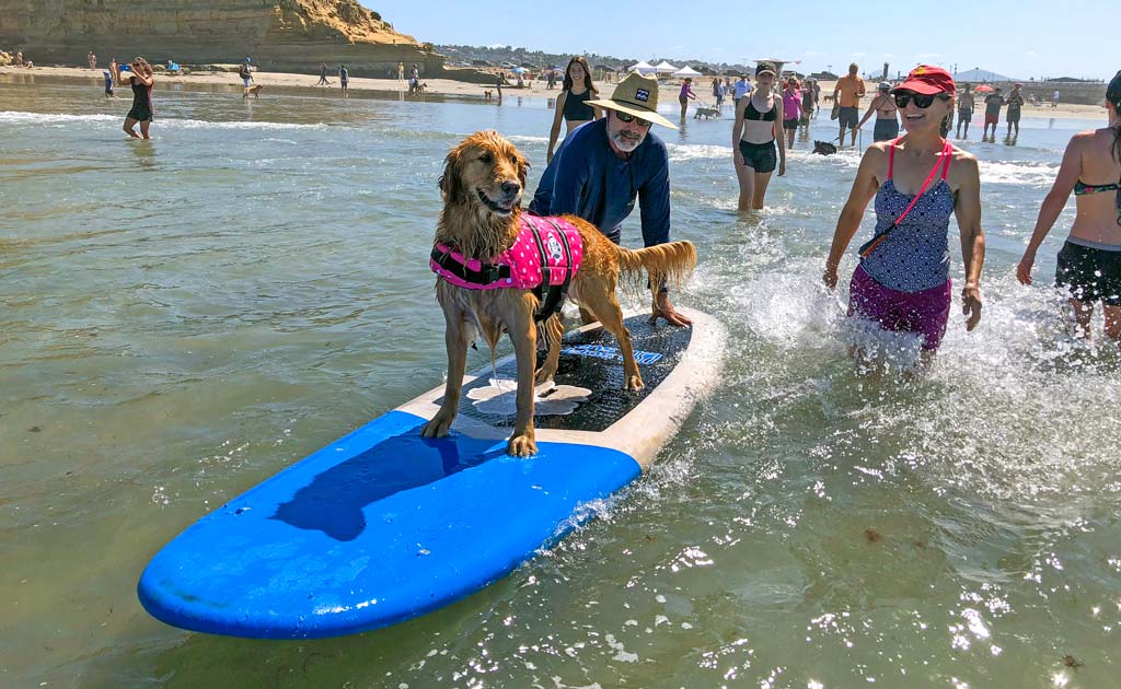 Rosie the dog enjoys surfing lessons